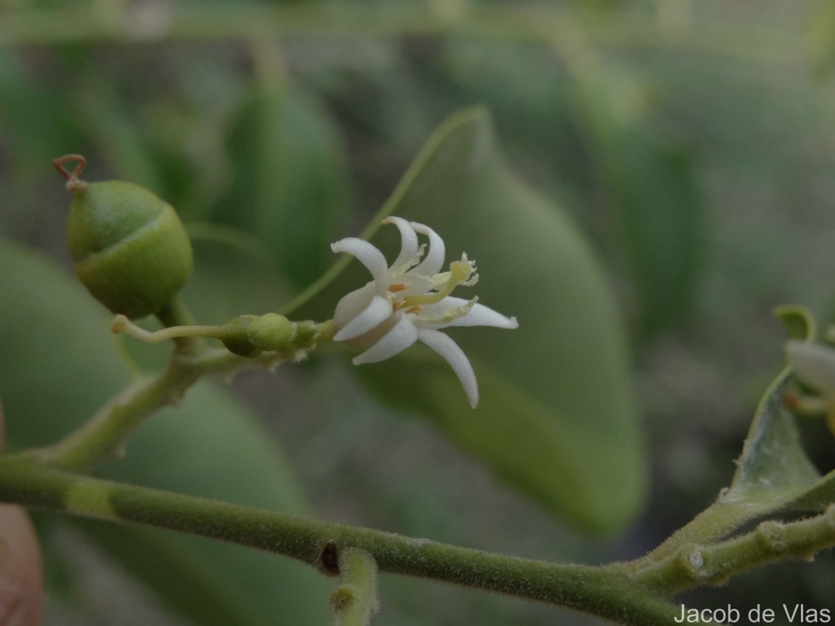 Olax scandens Roxb.